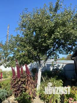 Дача 36м², 1-этажный, участок 4 сот.