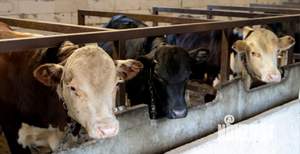 Дом 90м², 1-этажный, участок 7 сот.  