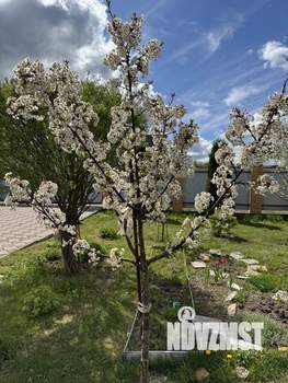 Дом 182м², 1-этажный, участок 10 сот.  