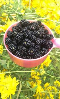 Дом 108м&sup2;, 3-этажный, участок 17 сот.  