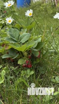 Дом 37м&sup2;, 1-этажный, участок 7 сот.  