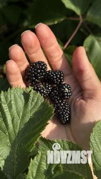 Дом 37м&sup2;, 1-этажный, участок 7 сот.  