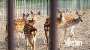 Дом 90м², 1-этажный, участок 7 сот.  