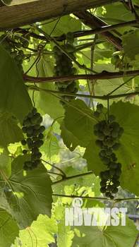 Дом 37м², 1-этажный, участок 7 сот.  